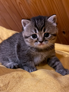 Очаровательные британские котята ищут заботливый дом (2 фото из 3)