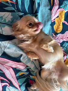Chihuahua isane müük (2 foto / 8)
