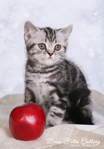 Eliit briti kassipojad (4 foto / 6)