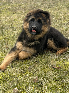 Saksa lambakoer (2 foto / 3)