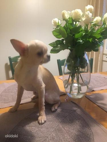 Chihuahua isane (foto #3)