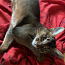Жениха для абиссинской кошки (фото #1)
