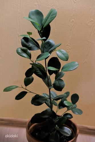 Ficus (foto #3)