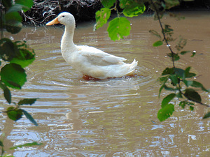 Müüa munevaid parte (1 foto / 2)