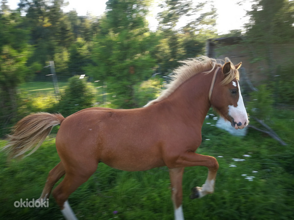 Hobune sport poni noor poiss Pass Olemas (foto #1)