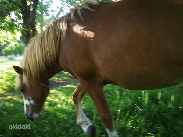 Hobune sport poni noor poiss Pass Olemas (foto #3)
