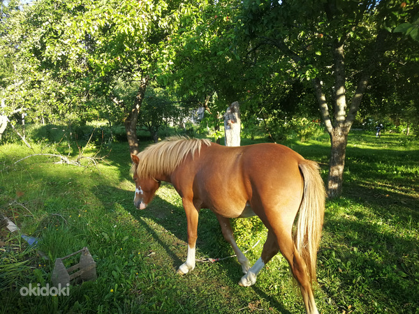 Hobune sport poni noor poiss Pass Olemas (foto #5)