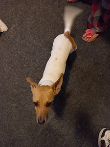 Paaritumine Jack Russell (isane) (2 foto / 6)