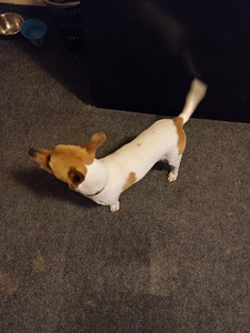 Paaritumine Jack Russell (isane) (5 foto / 6)
