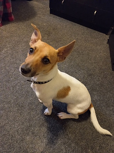 Paaritumine Jack Russell (isane) (6 foto / 6)