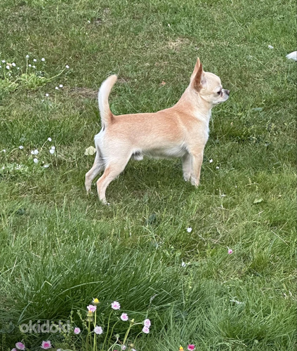 Chihuahua (фото #2)