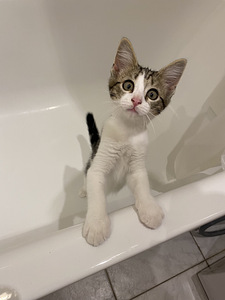 Отдам котенка (2 фото из 4)