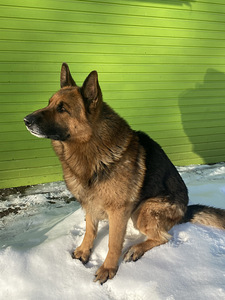 Saksa lambakoer otsib pruuti (1 foto / 4)