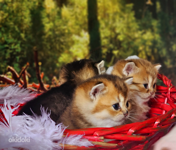 Kuldsed kassipojad (foto #4)