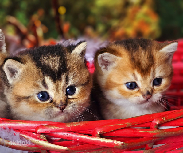 Kuldsed kassipojad (foto #6)