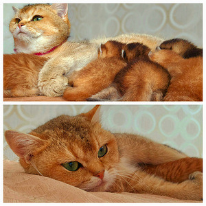 Британские котята (5 фото из 6)