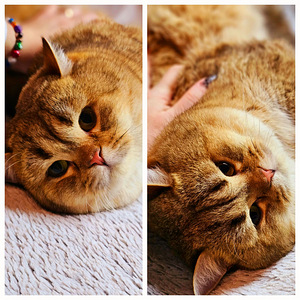 Британские котята (6 фото из 6)