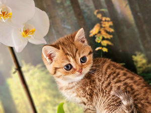 Британский котёнок (1 фото из 7)