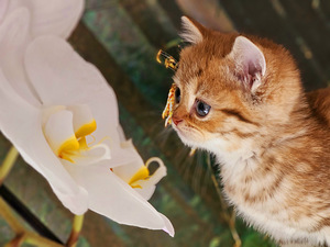 Британский котёнок (2 фото из 7)