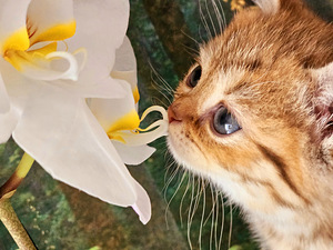 Британский котёнок (4 фото из 7)