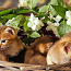 Абиссинские котята (фото #5)