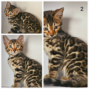 Бенгальские котята (3 фото из 10)