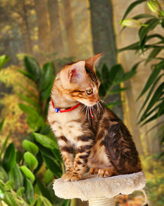 Bengal (2 foto / 10)