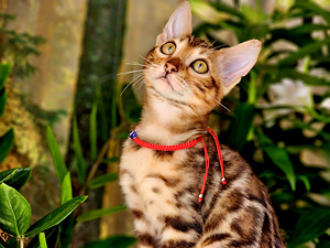 Bengal (6 foto / 10)