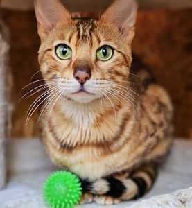 Bengal (9 foto / 10)