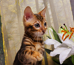 Bengal (3 foto / 10)