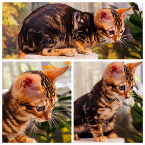 Bengal (7 foto / 10)