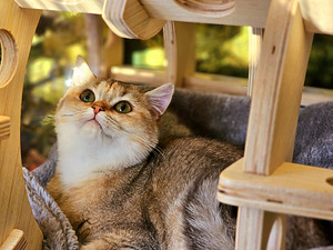 Британский котёнок (4 фото из 10)
