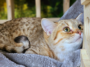 Британский котёнок (2 фото из 10)