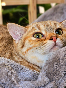 Британский котёнок (4 фото из 10)