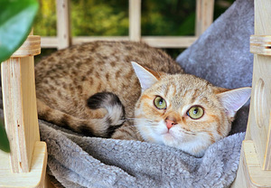 Британский котёнок (5 фото из 10)