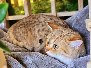 Британский котёнок (6 фото из 10)
