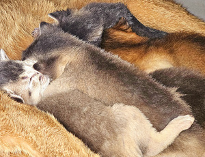 Абиссинская кошка (4 фото из 8)
