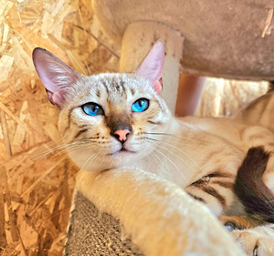 Bengal (1 foto / 1)