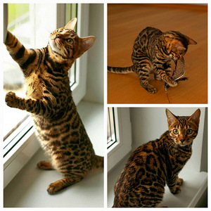 Bengal