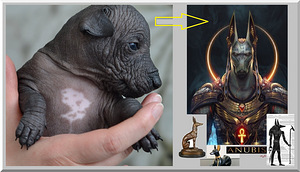 Xoloitzcuintle, xolo. Mehhiko karvutu koer (7 foto / 7)