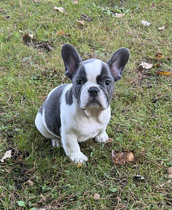 Prantsuse Bulldogi kutsikad Blue-fawn värvi (2 foto / 5)