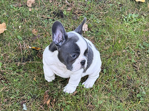 Prantsuse Bulldogi kutsikad Blue-fawn värvi (3 foto / 5)