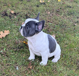 Prantsuse Bulldogi kutsikad Blue-fawn värvi (4 foto / 5)