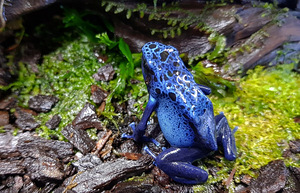 Puukonn - Dendrobates tinctorius azureus (3 foto / 3)
