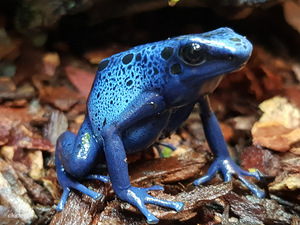 Sinised puukonnad - Dendrobates tinctorius Azureus (2 foto / 3)