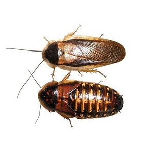 Prussakad Blaptica dubia (1 foto / 1)