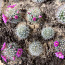 Kaktus (foto #3)