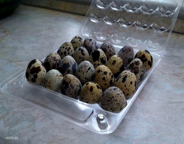 Перепелиные яйца (фото #1)