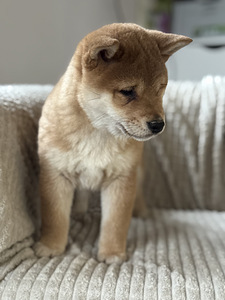 Shiba inu (4 foto / 6)