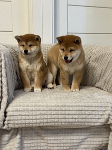 Shiba inu (5 foto / 6)